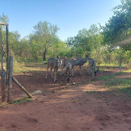 Call Of The Wild Lodge Hoedspruit Dış mekan fotoğraf