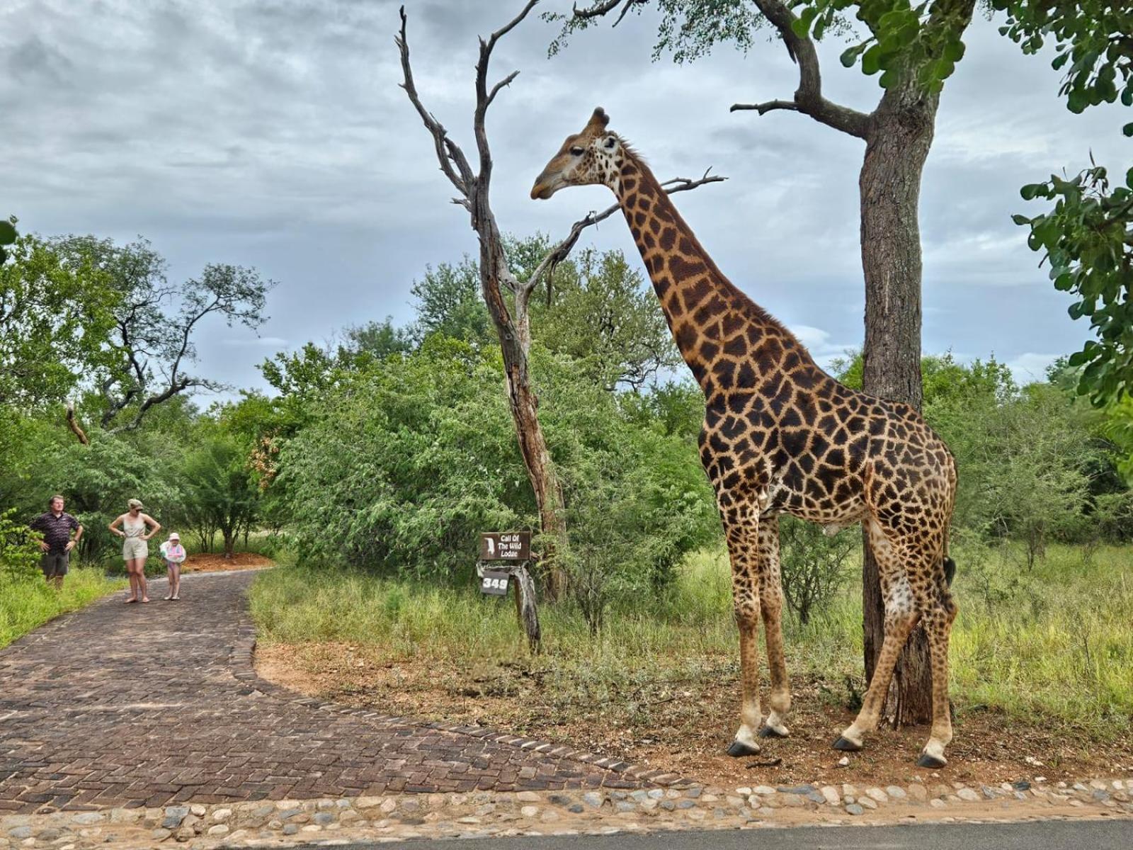 Call Of The Wild Lodge Hoedspruit Dış mekan fotoğraf